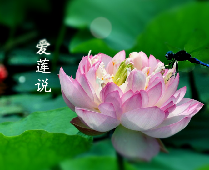 最美国学──爱莲说